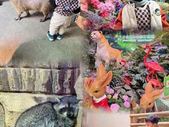 -正佳雨林生态植物园