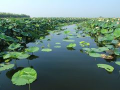 -焦岗湖旅游度假区