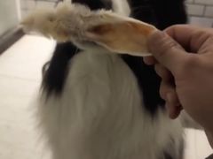 -趣玩宠物乐园寄养训犬训狗游泳池