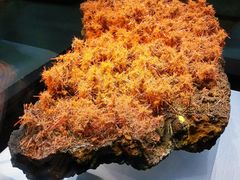 -湖南省地质博物馆