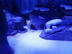-上海海昌海洋公园-冰山北极馆