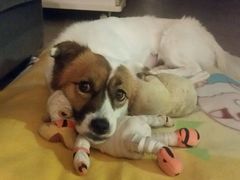 -芭比堂动物医院·犬猫全科·异宠专科(雁塔分院)
