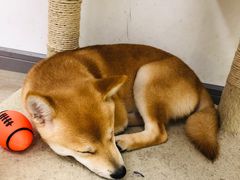 -浣熊柯尔鸭土拨鼠·电玩咖