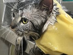 -乐琪宠物医院·犬猫专科·骨外科·急重症