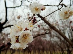 -东升八家郊野公园