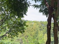 -深圳仙湖植物园