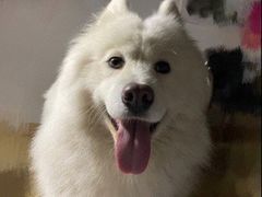 -趣玩宠物乐园寄养训犬训狗游泳池
