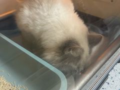 -半岛宠物医院24小时(科华中路店)