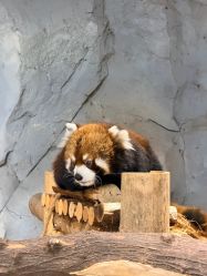 -Zoolung Zoolung动物主题公园(海信广场店)