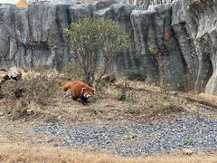 -武汉动物园