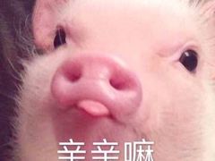 -狐狸和向日葵(北京路店)