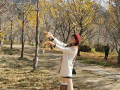 -千年银杏谷文化旅游区