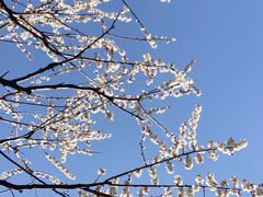 -香雪海
