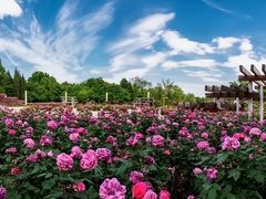 -石家庄市植物园