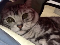 -伟伟宠物医院·CT影像中心·瑞派犬猫综合性门诊(汉口总院)