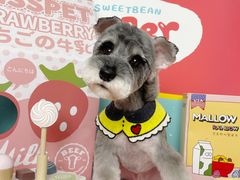 -读宠于你·约克夏比熊·睫角守宫·爬宠售卖(高新店)