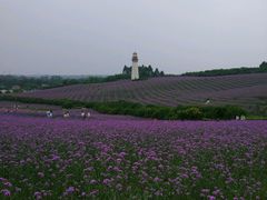 -紫颐香薰山谷景区