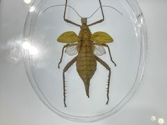 -上海昆虫博物馆