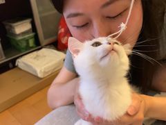 -东方名猫馆·英短金渐层布偶猫舍(环线广场1号楼店)