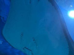 -芜湖新华联大白鲸海洋公园