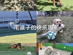 -宠物寄养训练学校