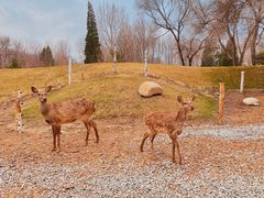-北京野生动物园