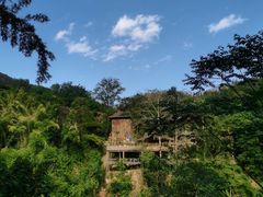 -西双版纳原始森林公园