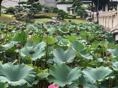 -韵秋荷(宝山龙湖天街店)