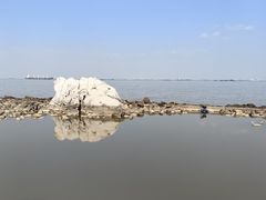 -上海吴淞炮台湾国家湿地公园