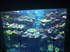 -暹罗海洋世界