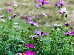 -桤木河湿地公园