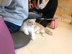 -飞行喵MR PILOT|猫舍·猫咖(静安大融城店)