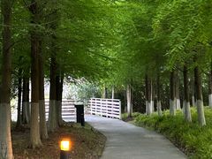 -春花秋色城市公园