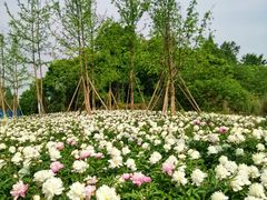 -桤木河湿地公园