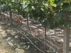 -马陆小张葡萄园农家乐