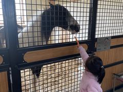 -北京群众马术培训基地