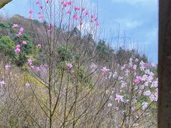 -九皇山景区