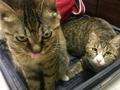 -康乐宝动物医院