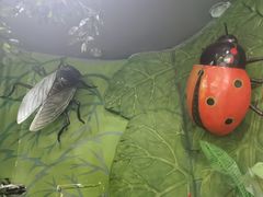 -上海大自然野生昆虫馆(东方明珠·爬宠昆虫探索中心)