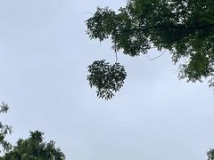 -新哥老官·畅吃123·美蛙世界(苏宁广场店)