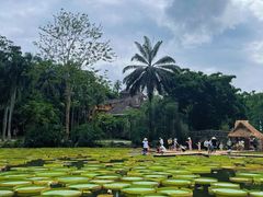 -中国科学院西双版纳热带植物园