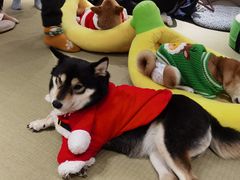 -逗柴咖啡屋·狗咖猫咖宠物桌游