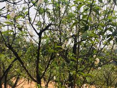 -南国桃园旅游度假区