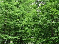 -白水寺森林公园