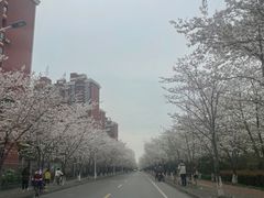 -高东镇樱花园