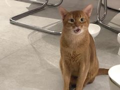 -创凡宠物医院·骨专科  猫科中心(西乡分院)