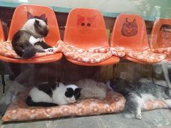 -猫咪博物馆(顶澳仔猫街店)