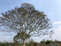 -中国科学院西双版纳热带植物园