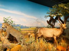 -陕西自然博物馆