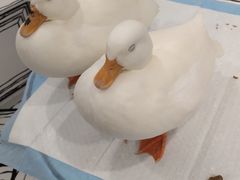 -白夜2D咖啡馆